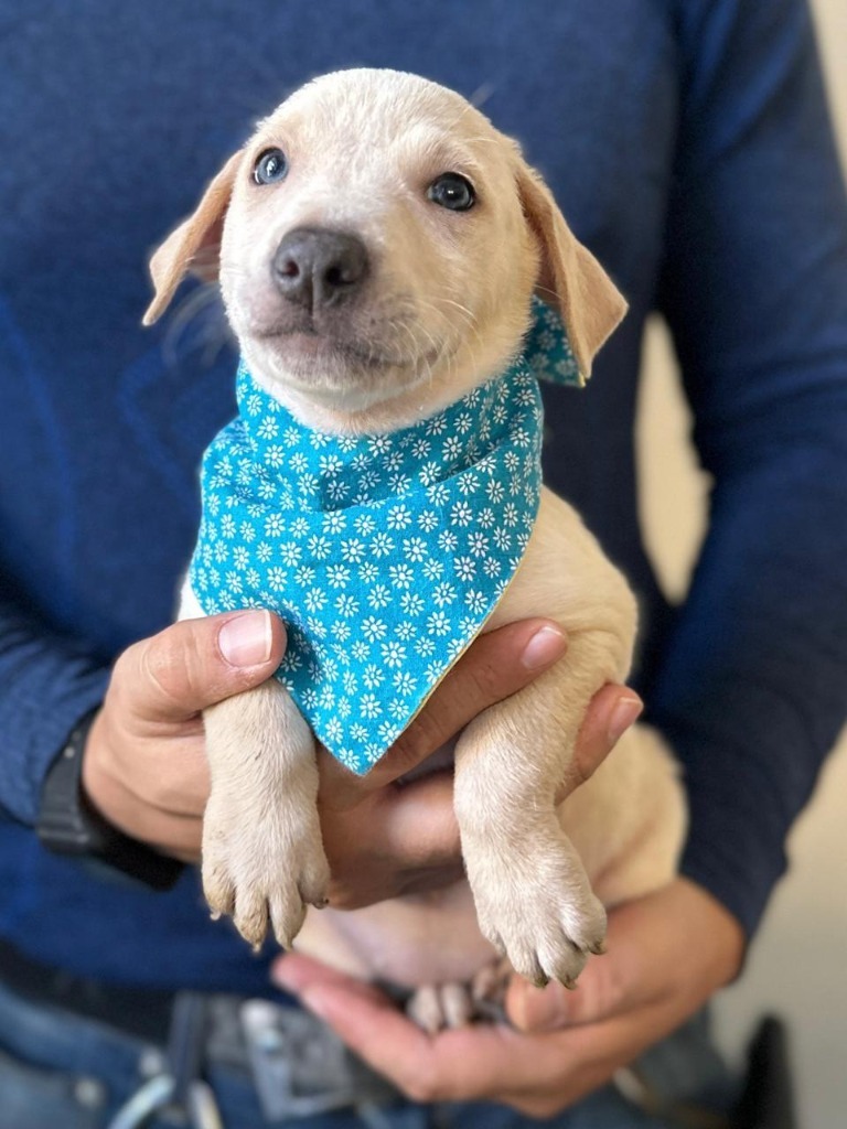 Soleil, an adoptable Mixed Breed in San Juan de Abajo, NAY, 63732 | Photo Image 1