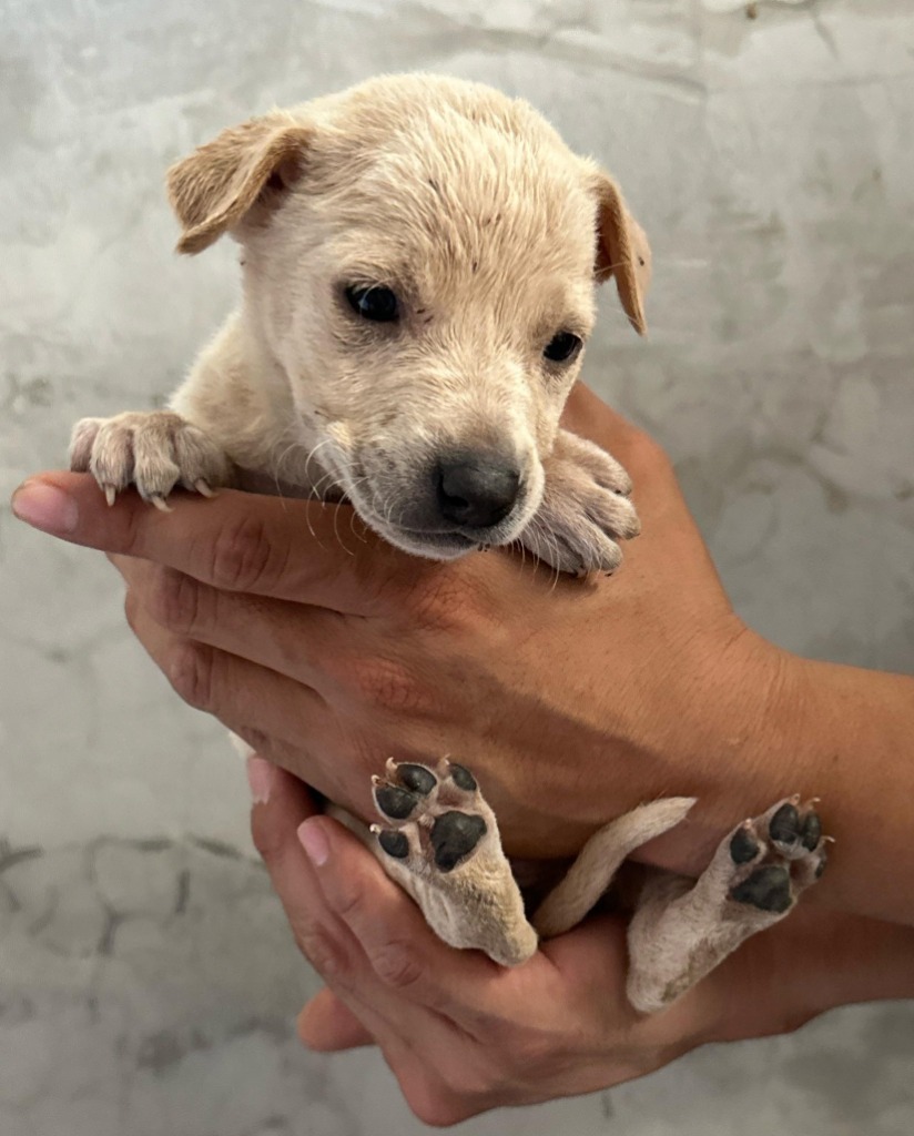 Soleil, an adoptable Mixed Breed in San Juan de Abajo, NAY, 63732 | Photo Image 2