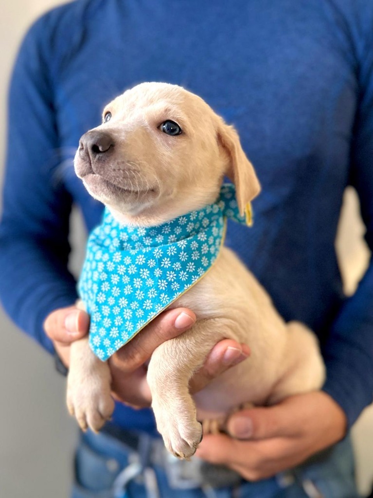 Soleil, an adoptable Mixed Breed in San Juan de Abajo, NAY, 63732 | Photo Image 3