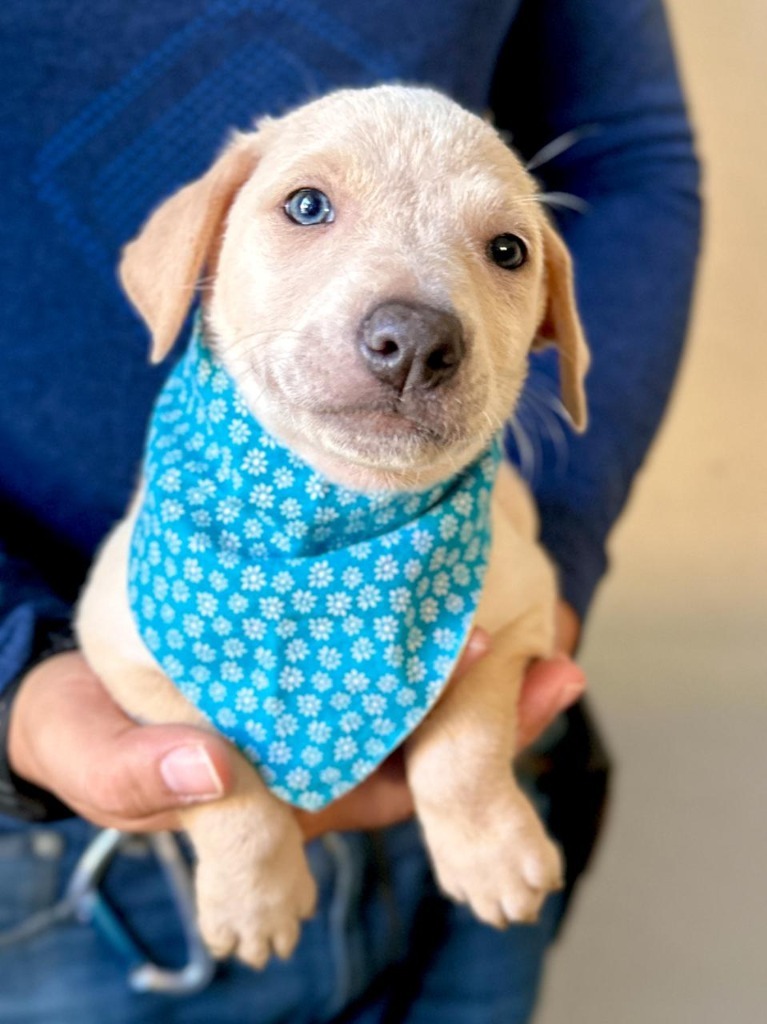 Soleil, an adoptable Mixed Breed in San Juan de Abajo, NAY, 63732 | Photo Image 4