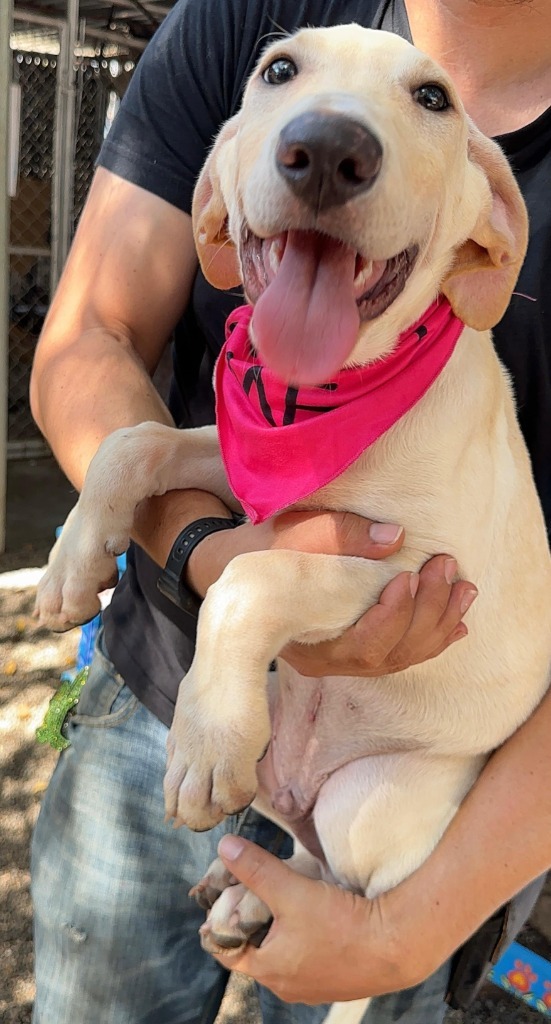 Soleil, an adoptable Mixed Breed in San Juan de Abajo, NAY, 63732 | Photo Image 5