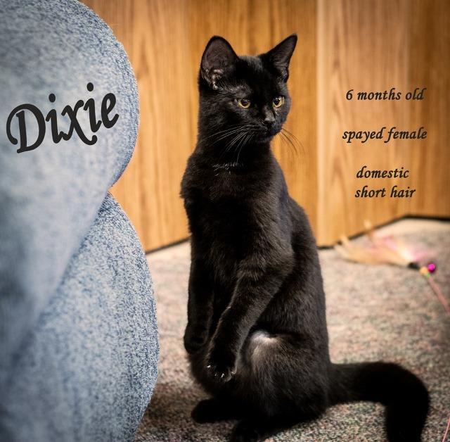 Dixie
