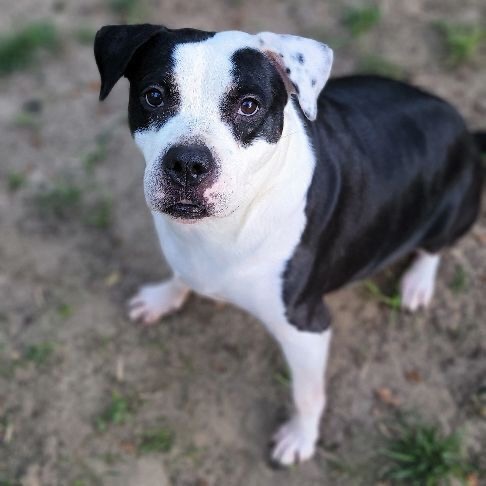 Rosie