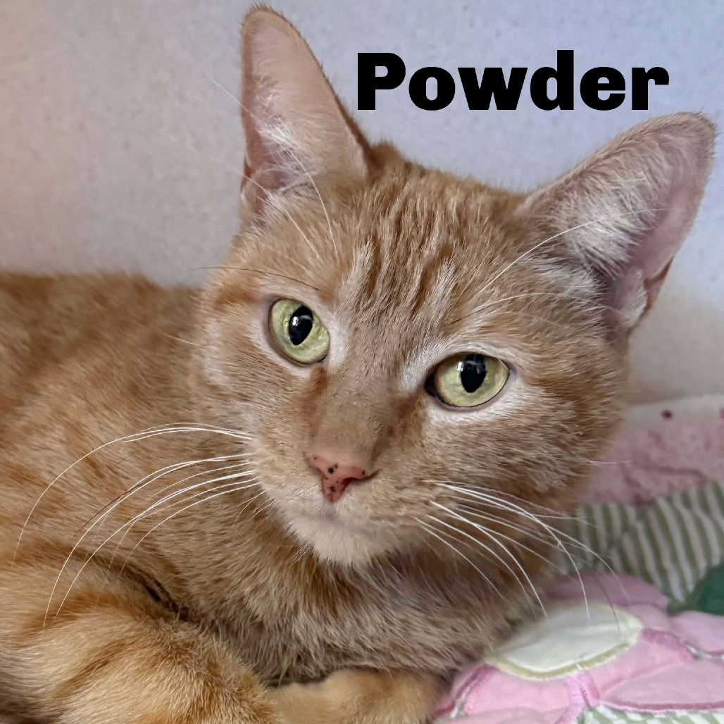 Powder 250013, an adoptable Domestic Short Hair in Escanaba, MI, 49829 | Photo Image 1