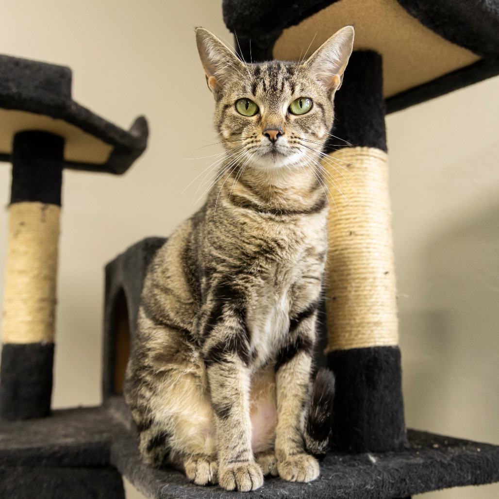 Eloise, an adoptable Domestic Short Hair in Gainesville, FL, 32609 | Photo Image 1