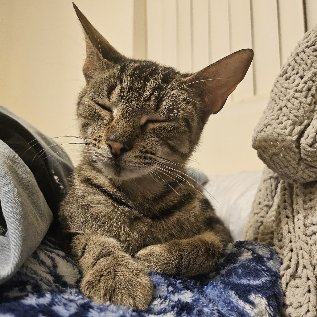 Eloise, an adoptable Domestic Short Hair in Gainesville, FL, 32609 | Photo Image 3
