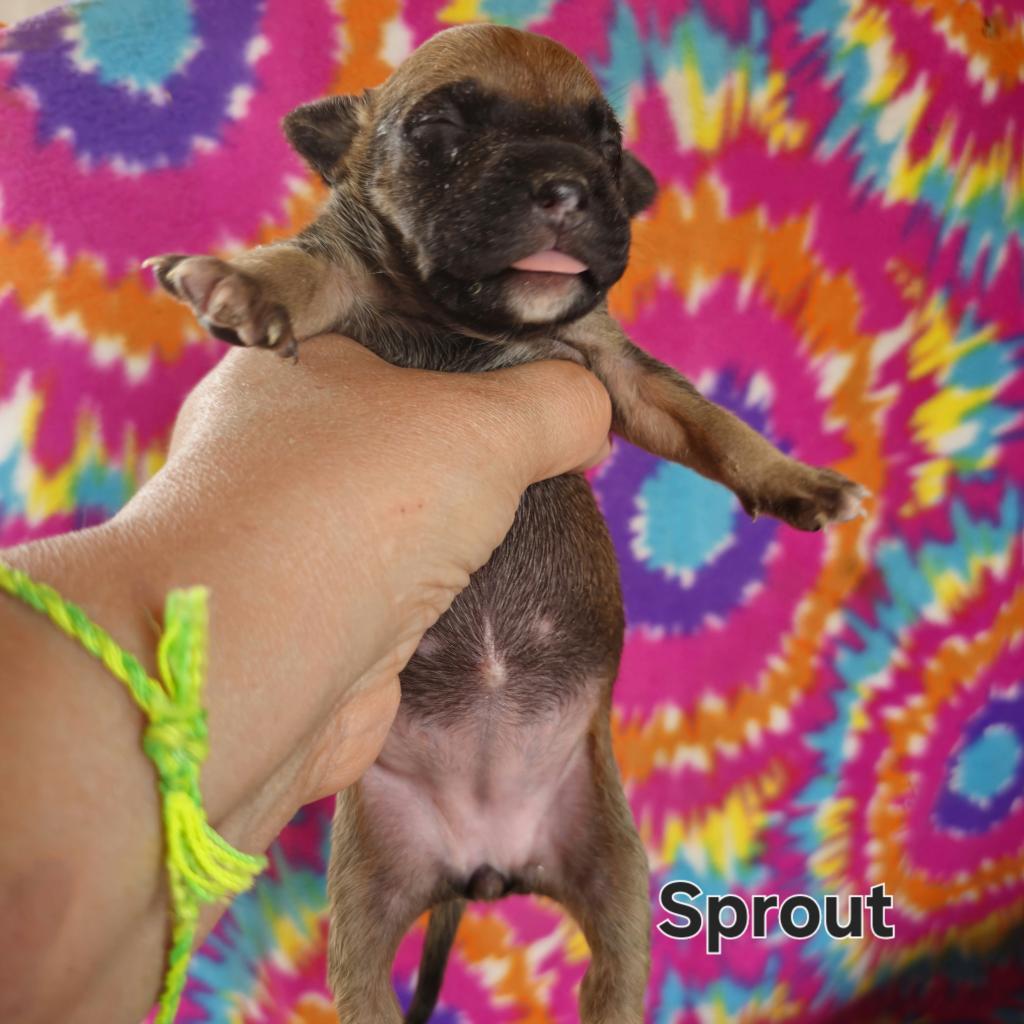 Sprout