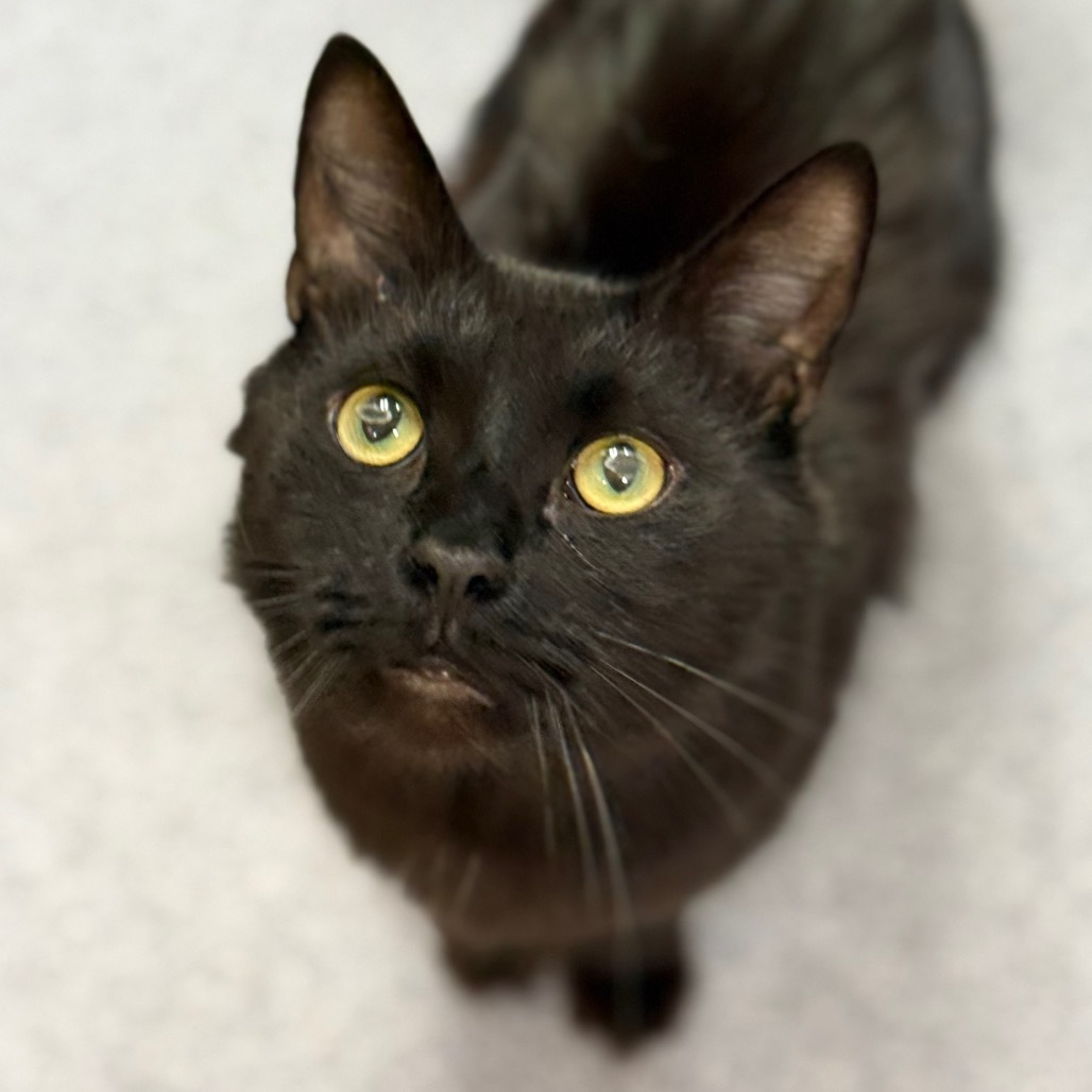 Benny, an adoptable Domestic Medium Hair in Thomaston, ME, 04861 | Photo Image 1