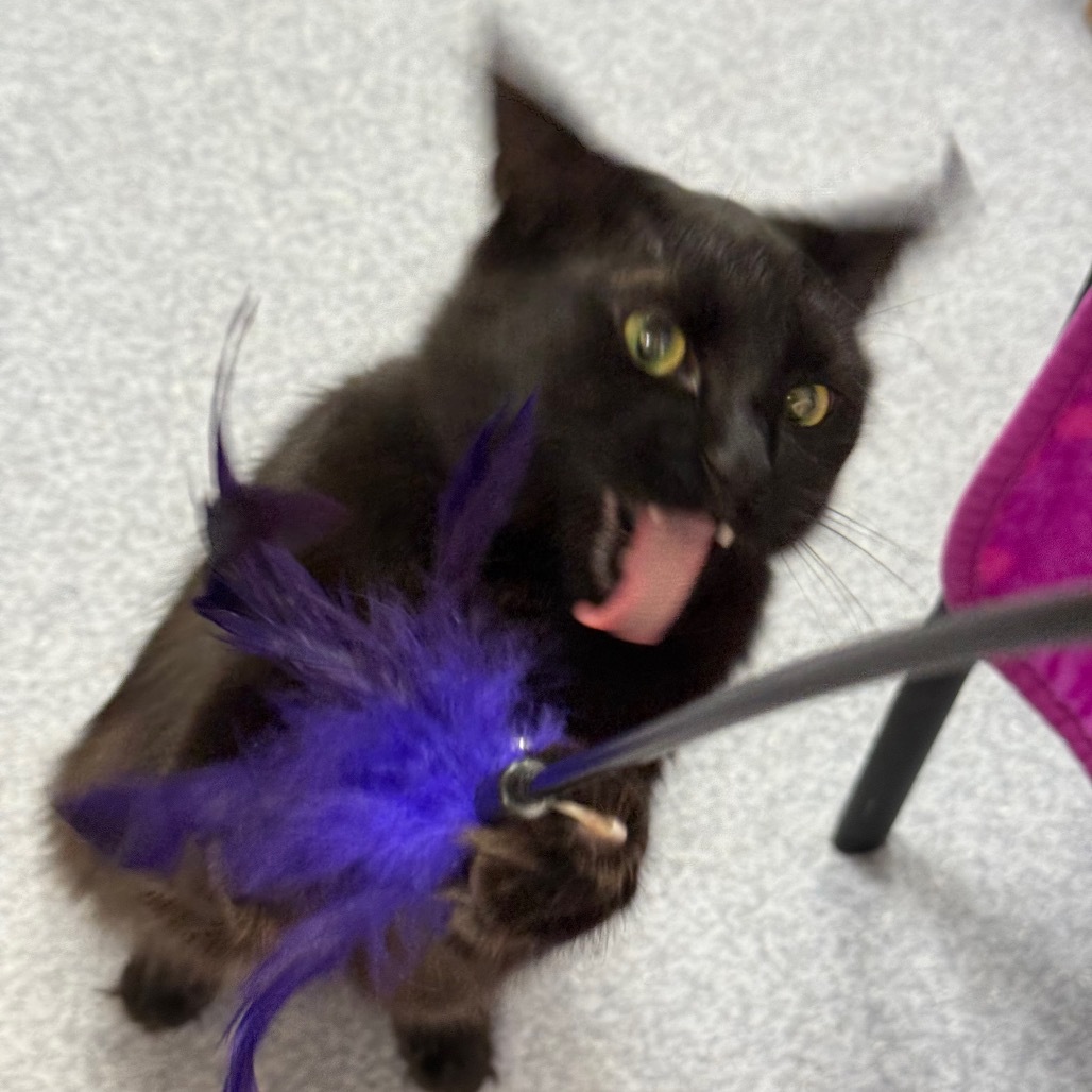 Benny, an adoptable Domestic Medium Hair in Thomaston, ME, 04861 | Photo Image 2