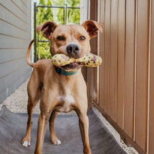 Tate, Adult Male Terrier