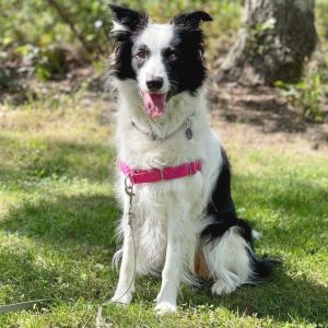 Kira, Adult Female unknown