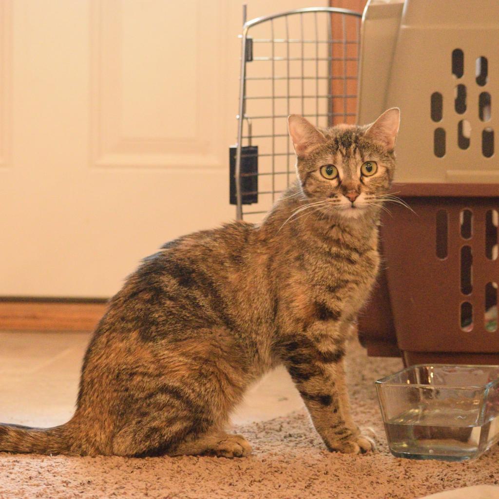 Tigger, an adoptable Domestic Short Hair in Baldwin, WI, 54002 | Photo Image 2