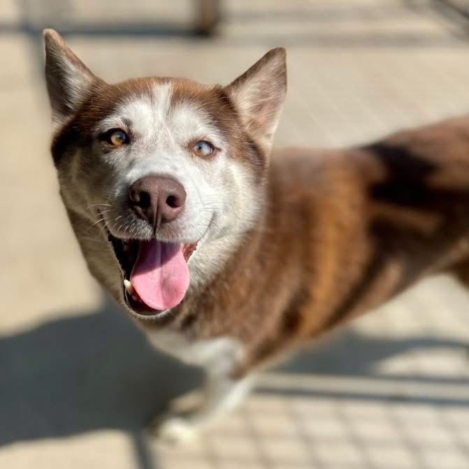 Charlie, an adoptable Husky in Baldwin, WI, 54002 | Photo Image 1