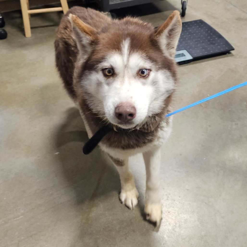 Charlie, an adoptable Husky in Baldwin, WI, 54002 | Photo Image 2