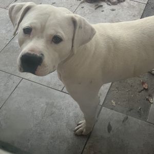 Dobby, Adult Male Pit Bull Terrier