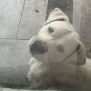 Dobby photo 6