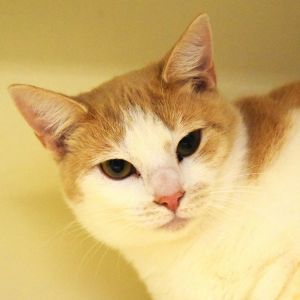 Snickers, Adult Male unknown
