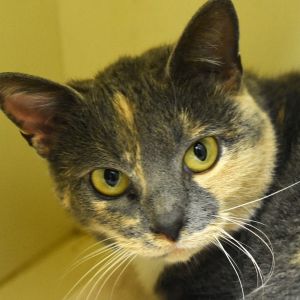 Candy, Adult Female unknown