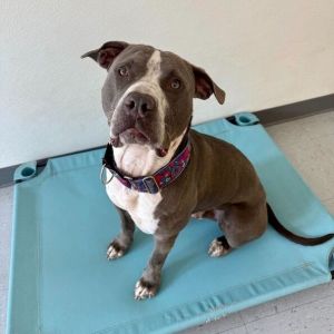 Rocco, Young Male Pit Bull Terrier