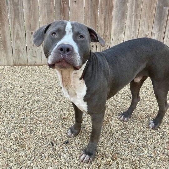 Rocco