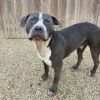 Rocco photo 2