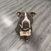 Rocco photo 3