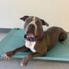 Rocco photo 4