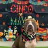 Rocco photo 5