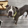 Rocco photo 6