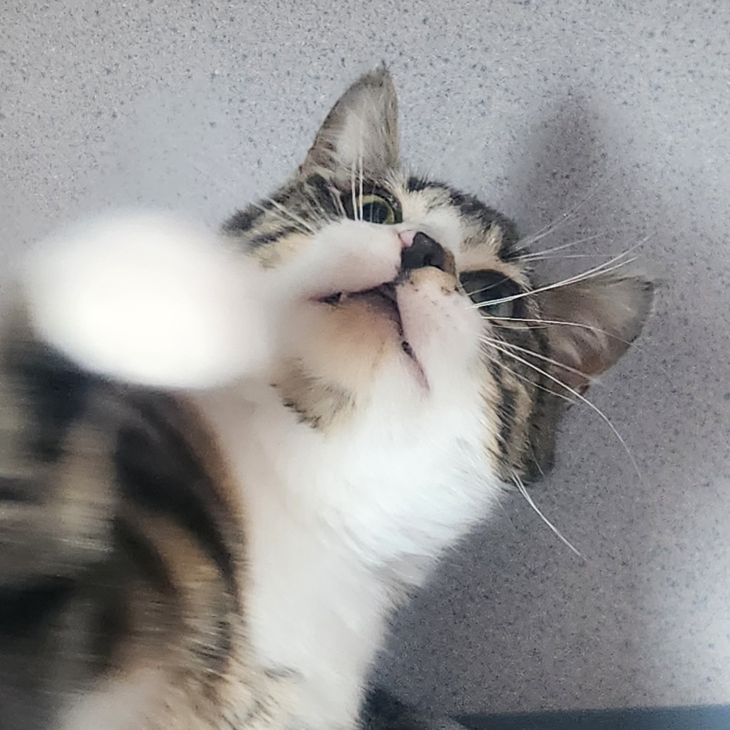 Taz