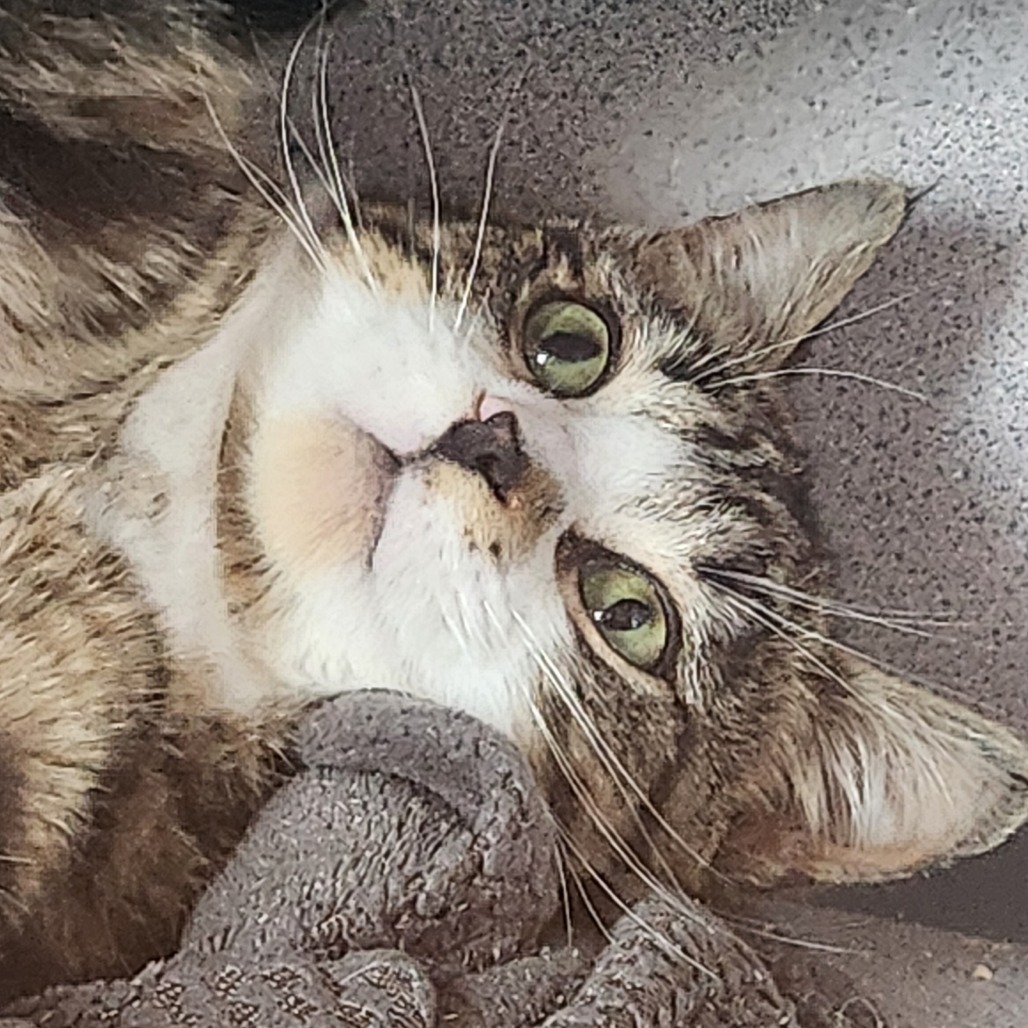 Taz