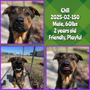 2025-02-150 *Chili*, Adult Male unknown