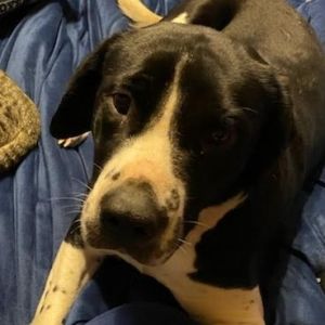 Daisey, Young Female Labrador Retriever