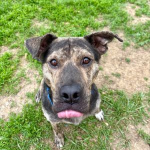 Lennon, Adult Male Mixed Breed