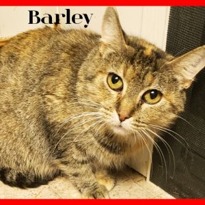 Barley, Adult Female unknown