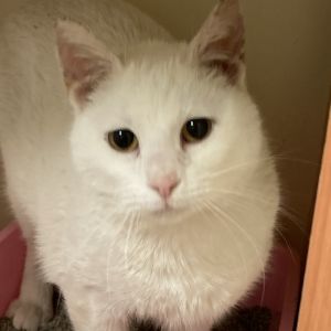 Cat for adoption - Turkey Wrap, a Domestic Short Hair in South Elgin ...