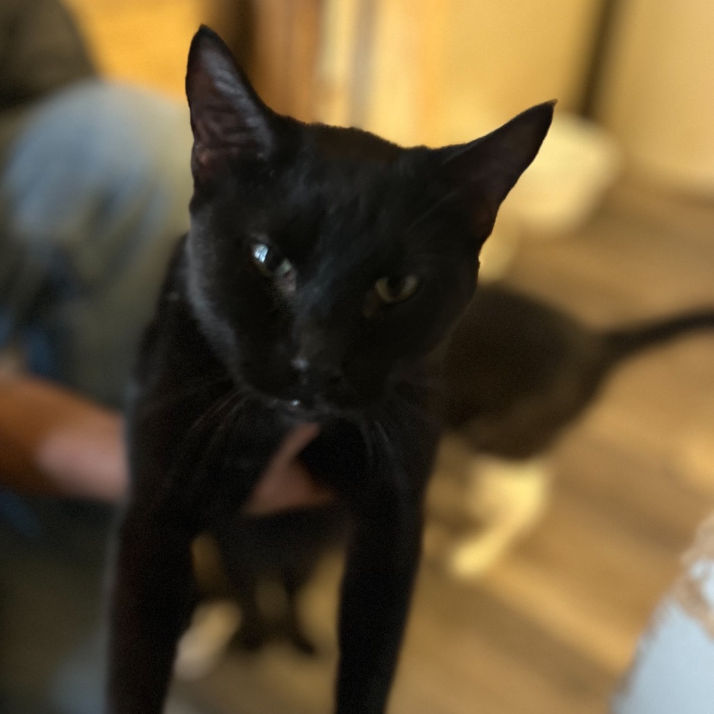 Edison, an adoptable Domestic Short Hair in Nampa, ID, 83686 | Photo Image 1