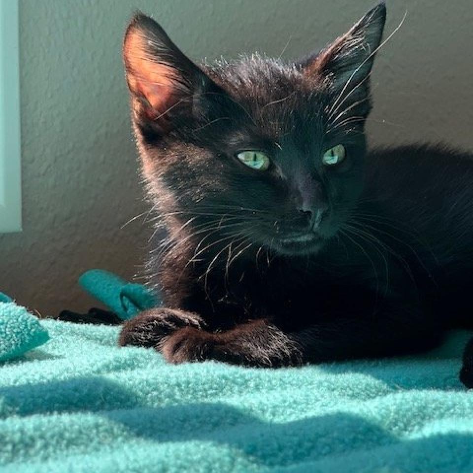 Edison, an adoptable Domestic Short Hair in Nampa, ID, 83686 | Photo Image 2