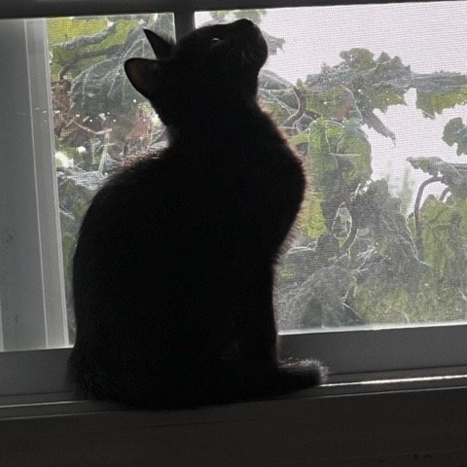 Edison, an adoptable Domestic Short Hair in Nampa, ID, 83686 | Photo Image 3