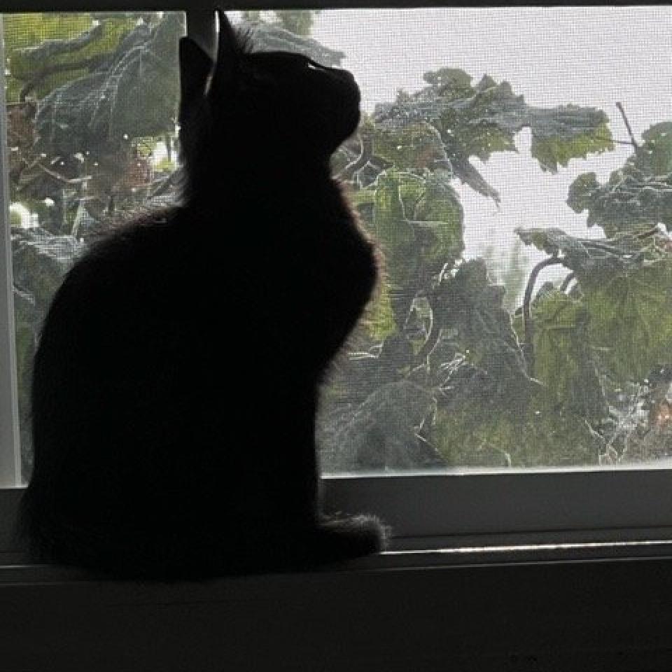 Edison, an adoptable Domestic Short Hair in Nampa, ID, 83686 | Photo Image 4