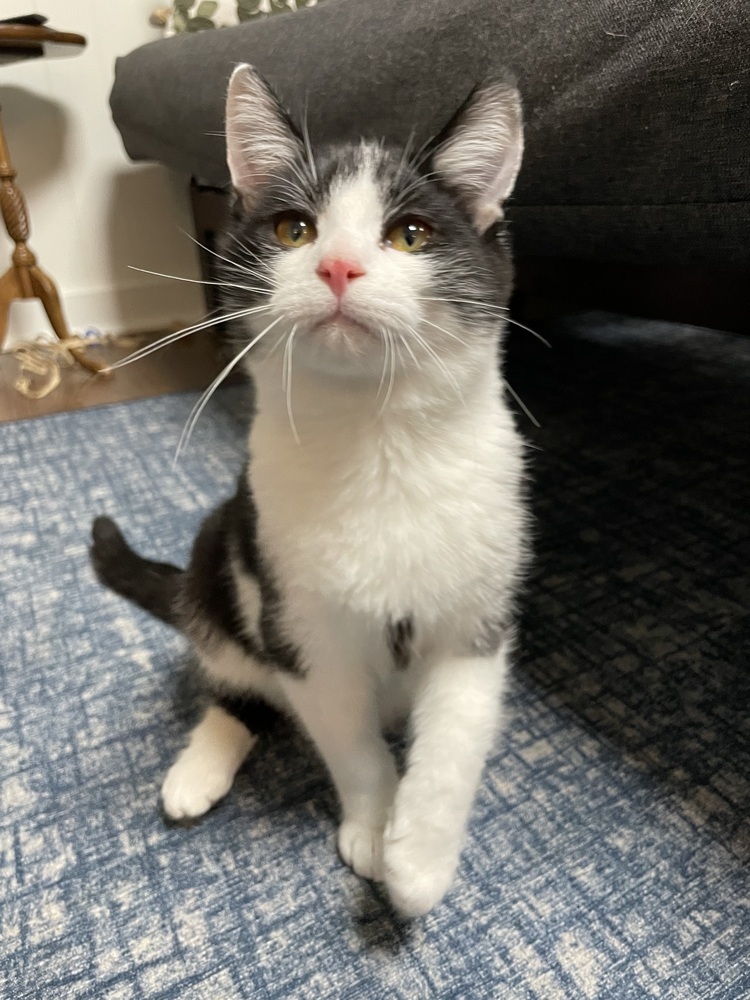 Cassius
