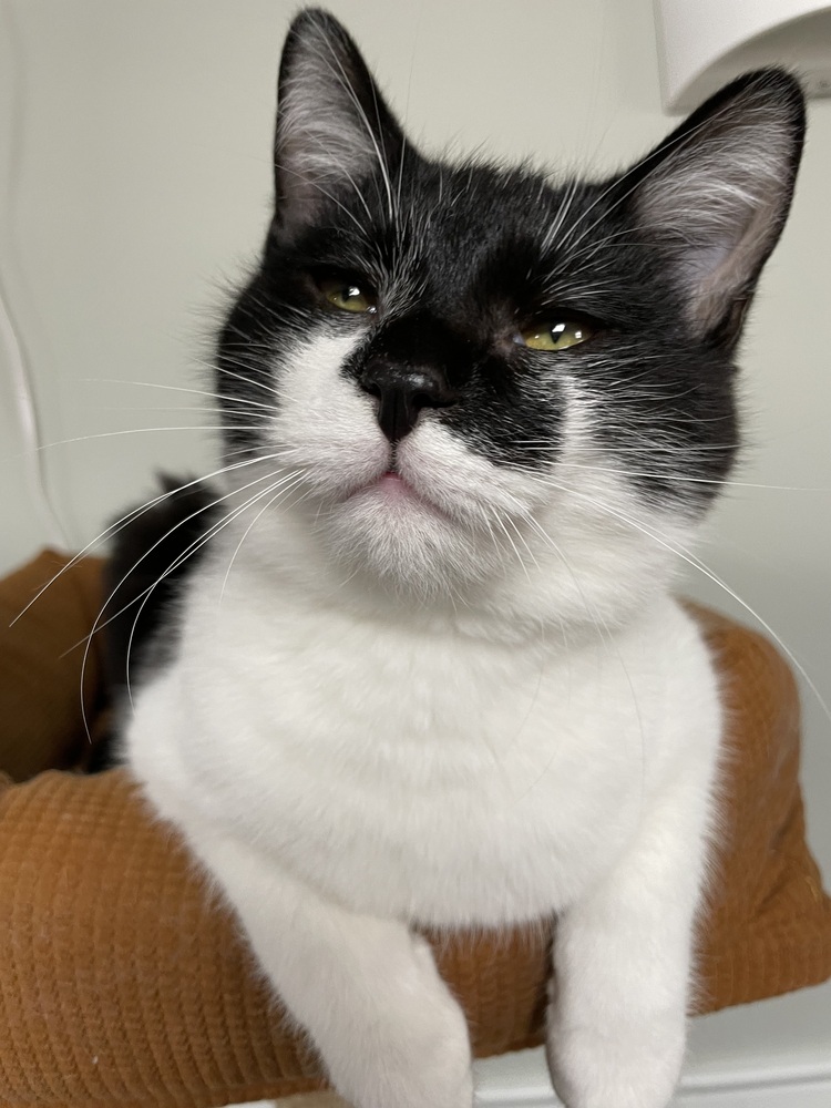 Batman (Bonded with Nellie)
