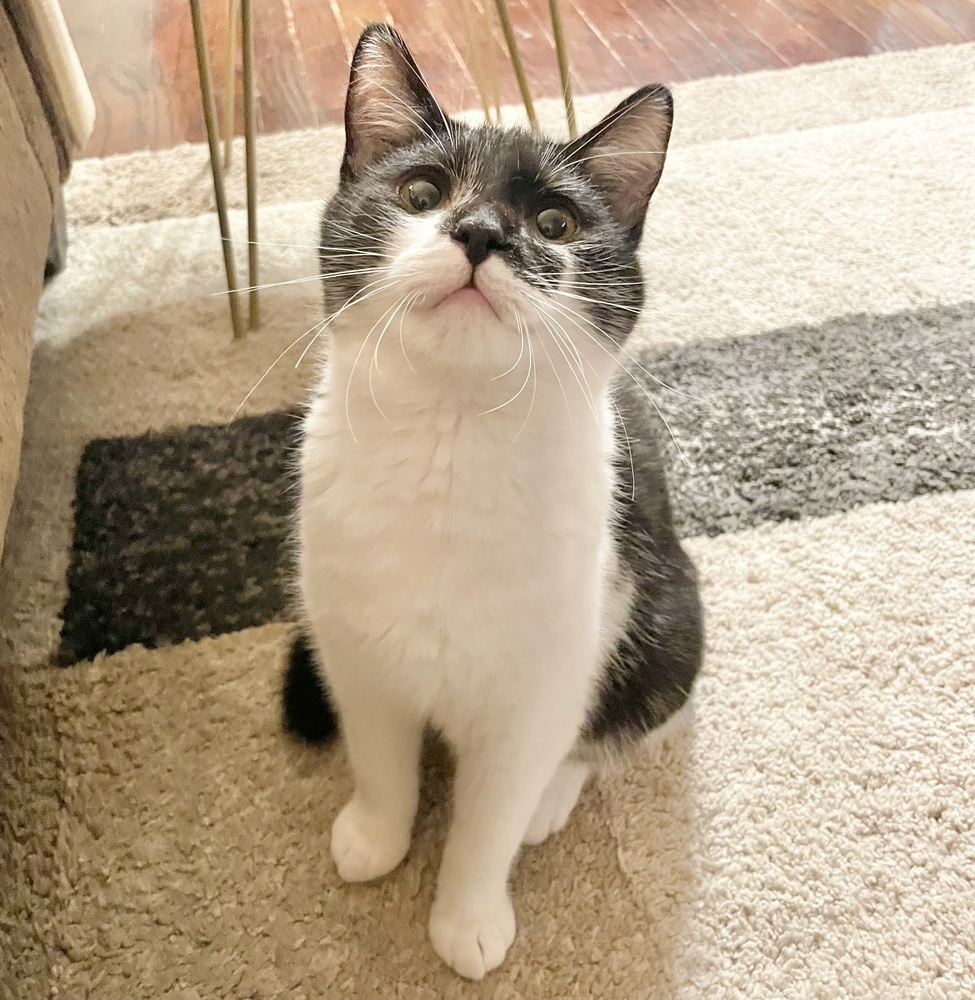 Batman (Bonded with Nellie)