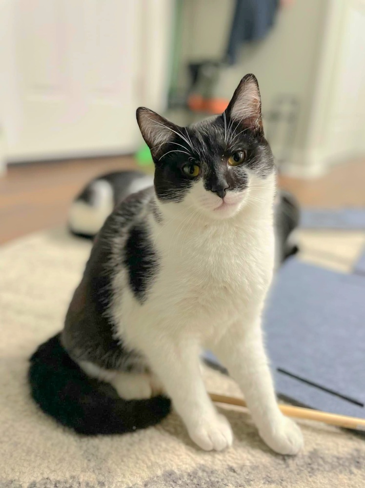 Batman (Bonded with Nellie)