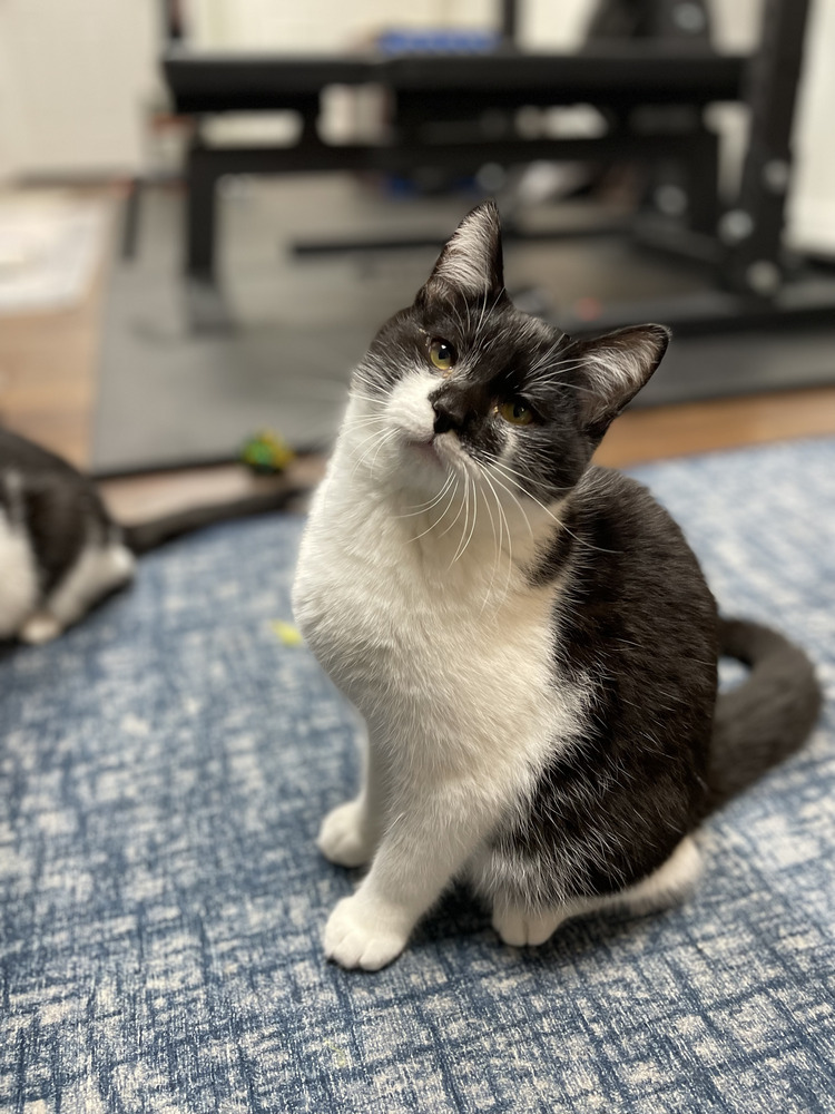 Batman (Bonded with Nellie)