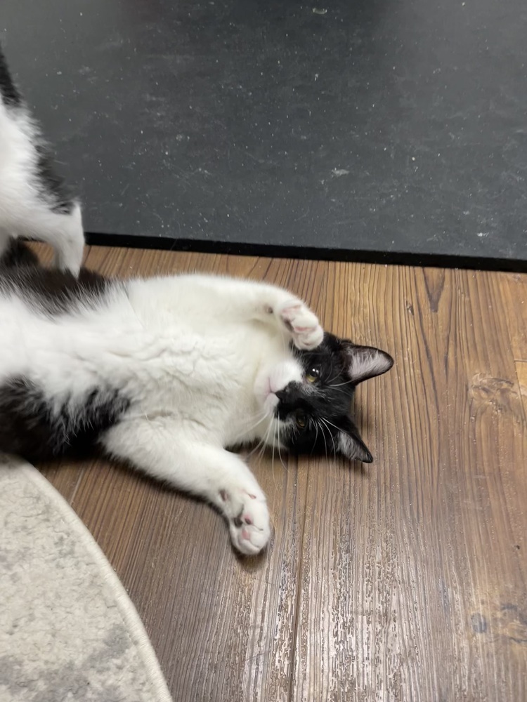Batman (Bonded with Nellie)