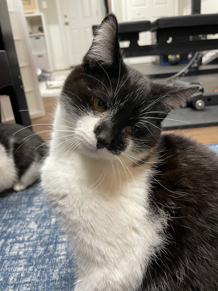 Batman (Bonded with Nellie)