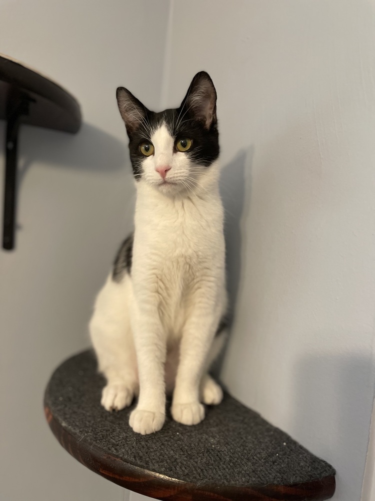 Nellie (Bonded with Batman)