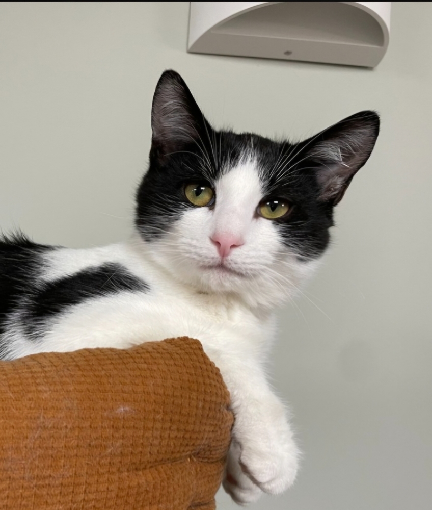 Nellie (Bonded with Batman)