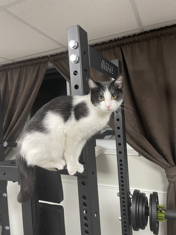 Nellie (Bonded with Batman)